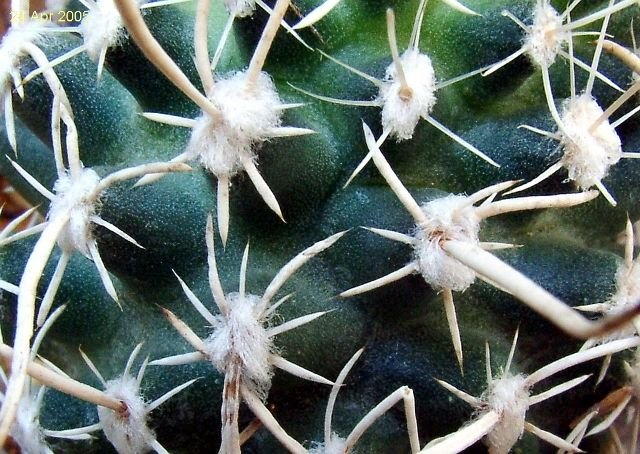 Pediocactus_ peeblesianus 'fickeisenii' SB468 _05